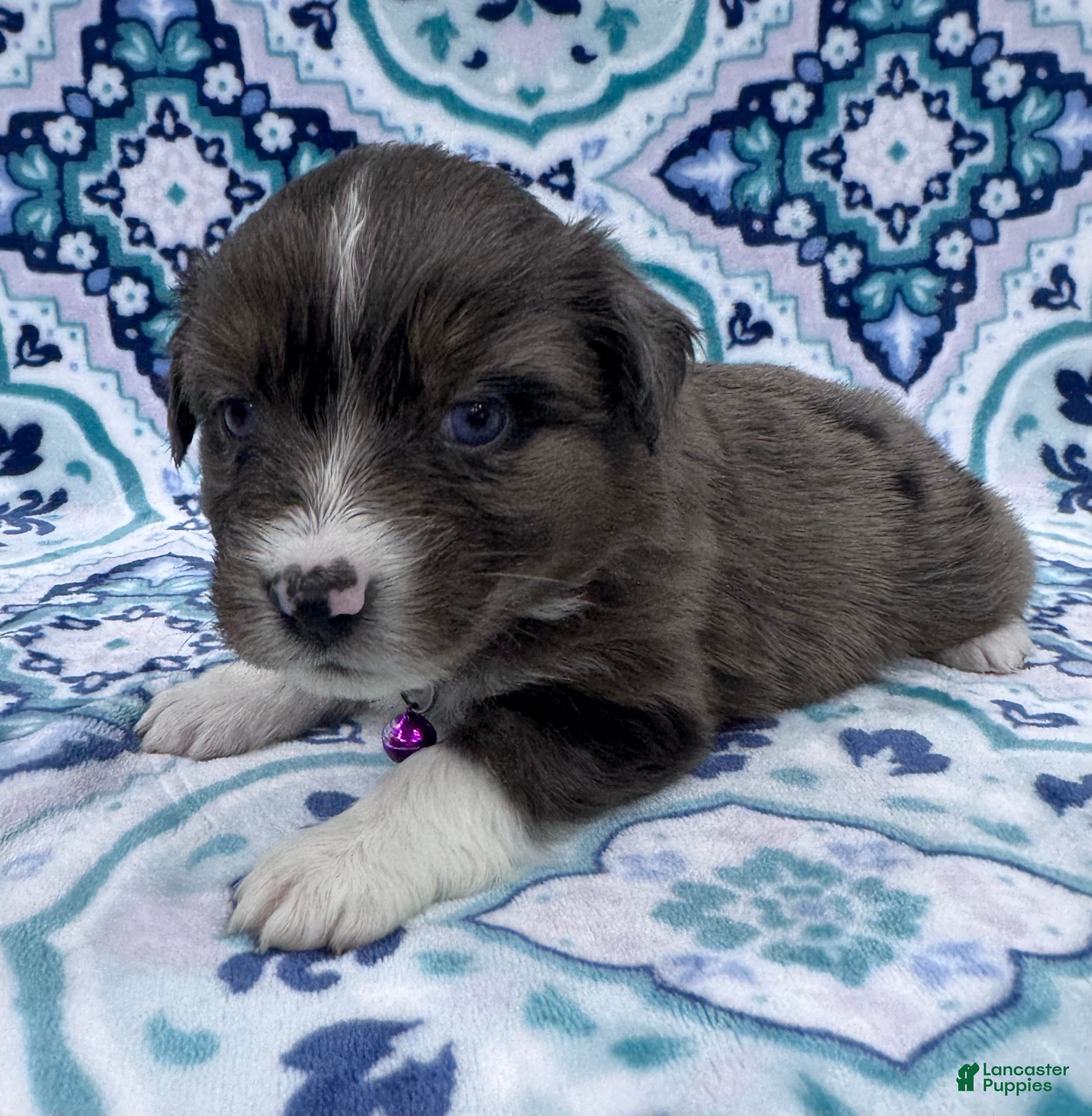 Australian Shepherd dogs Australian Shepherd Puppy - Purple Collar - Ad 36