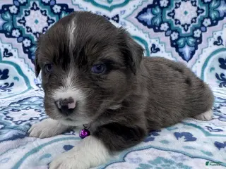 Australian Shepherd dogs Australian Shepherd Puppy - Purple Collar - Ad 36