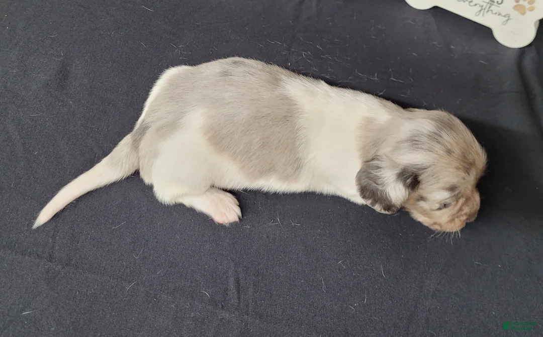 Miniature Dachshund dogs for sale: Celia AKC Dapple pie - Ad 6