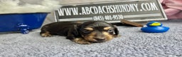 Miniature Dachshund dogs for sale: Gorgeous  - Ad 2