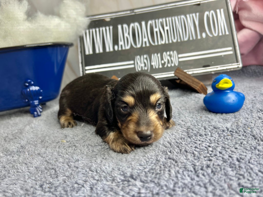 Miniature Dachshund dogs for sale: Gorgeous  - Ad 2