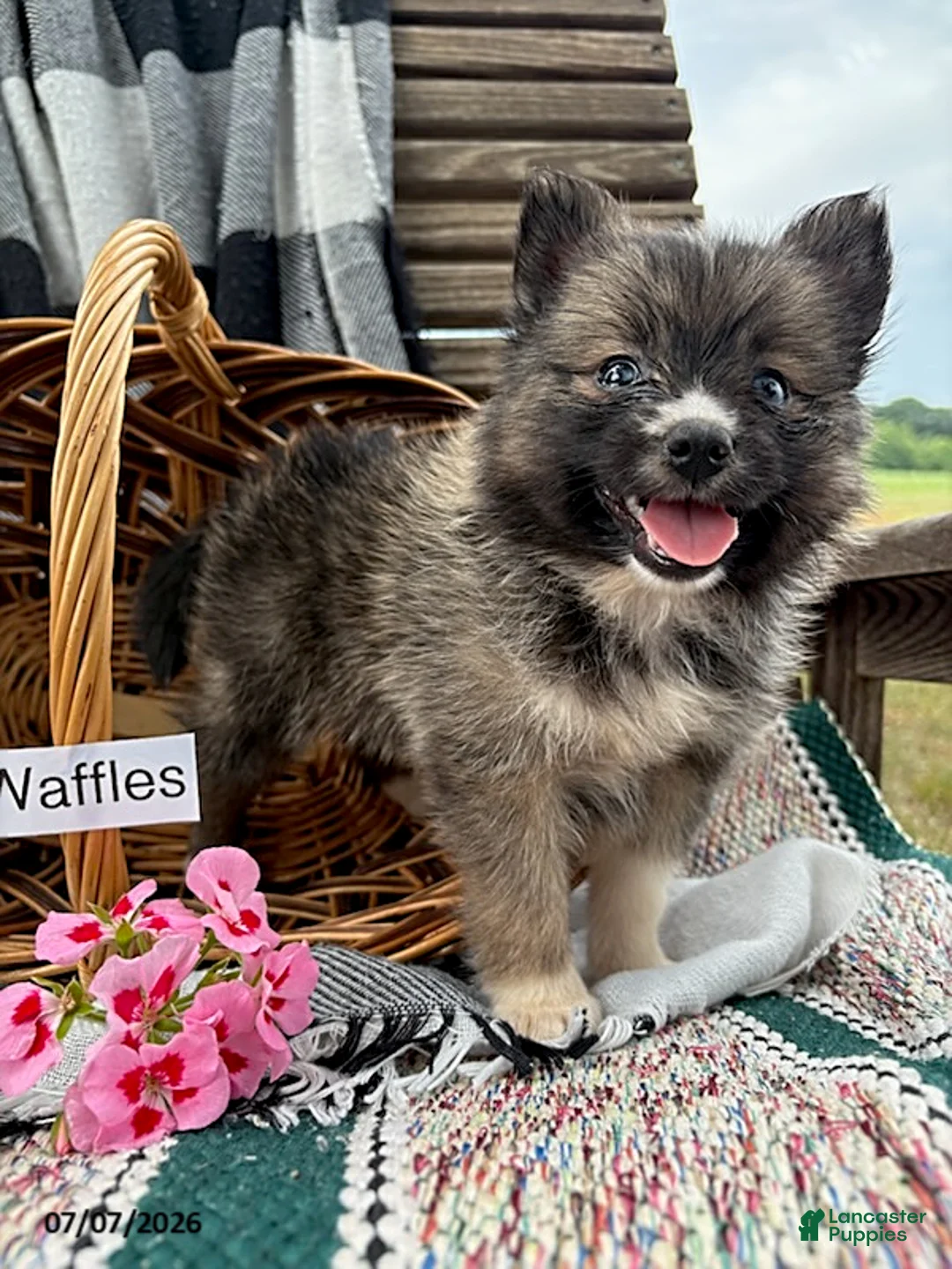 Pomsky dogs for sale: Waffles - Ad 1