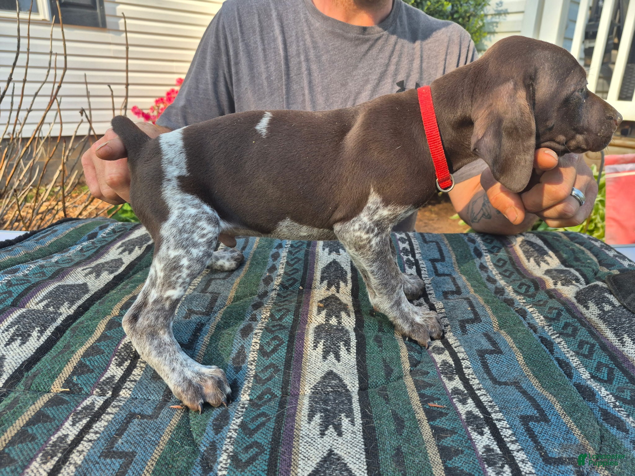 German Shorthaired Pointer dogs German Shorthaired Pointer Puppy 5 - Ad 2
