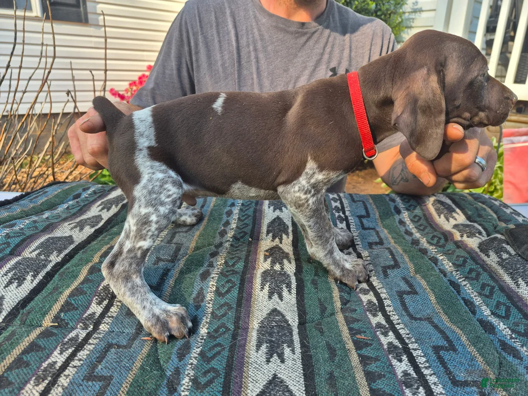 German Shorthaired Pointer dogs for sale: German Shorthaired Pointer Puppy 5 - Ad 2