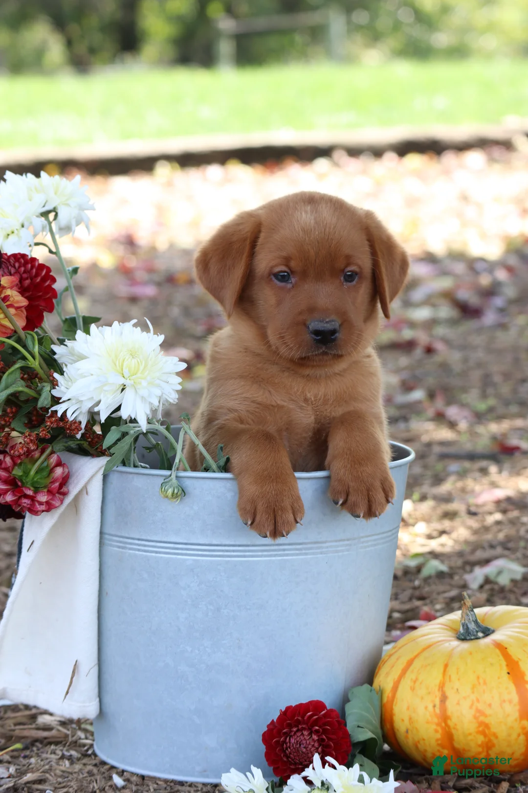 Labrador Retriever dogs for sale: Rusty - Ad 1