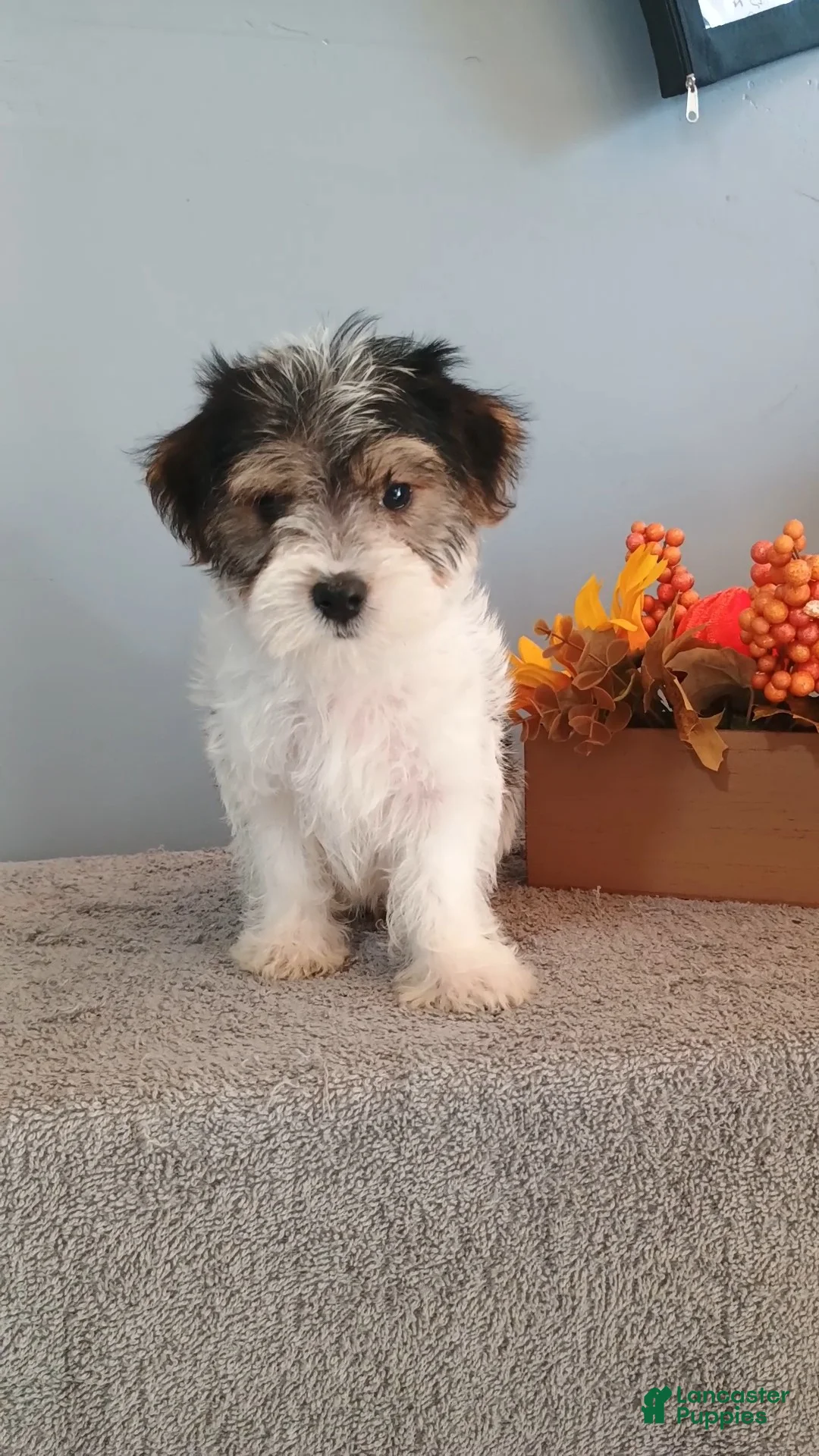 Morkie dogs for sale: Pinto - Ad 2