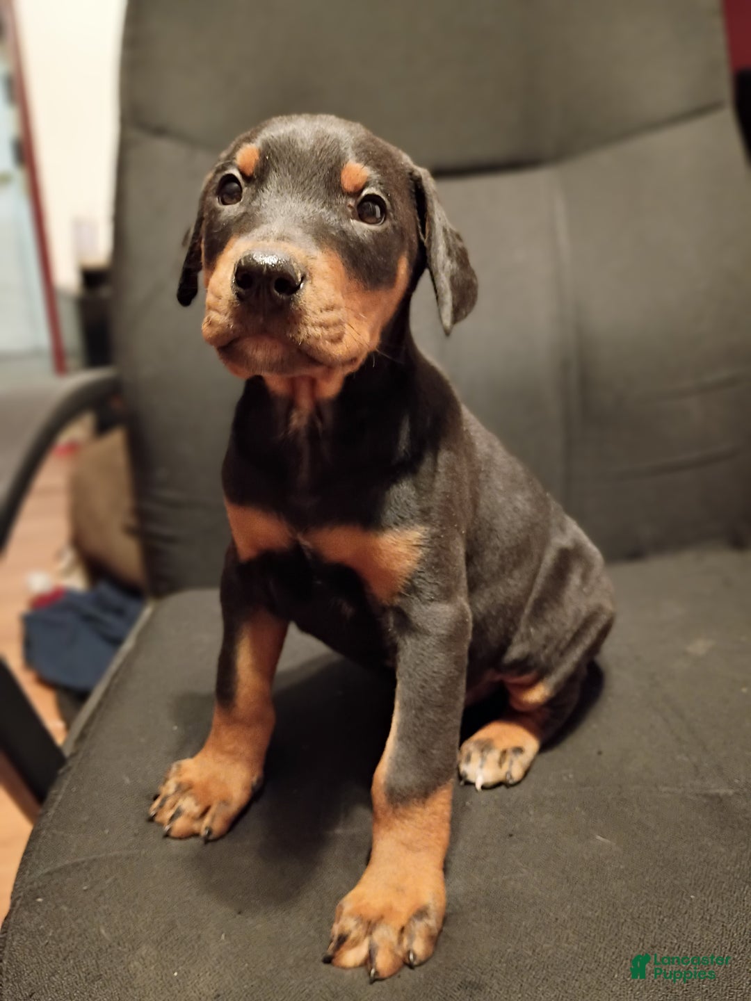 Doberman Pinscher dogs for sale: Gru - Ad 3