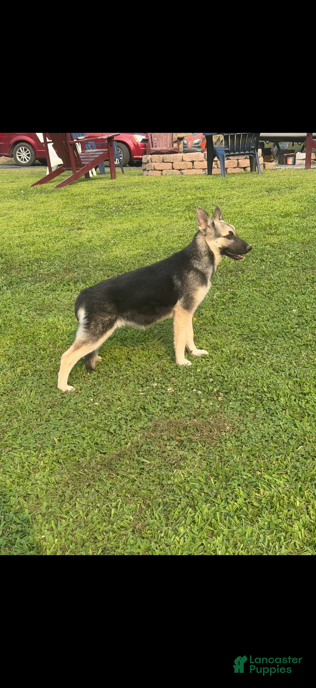 Gerberian Shepsky dogs for sale: Gerberian Shepsky 2 - Ad 2