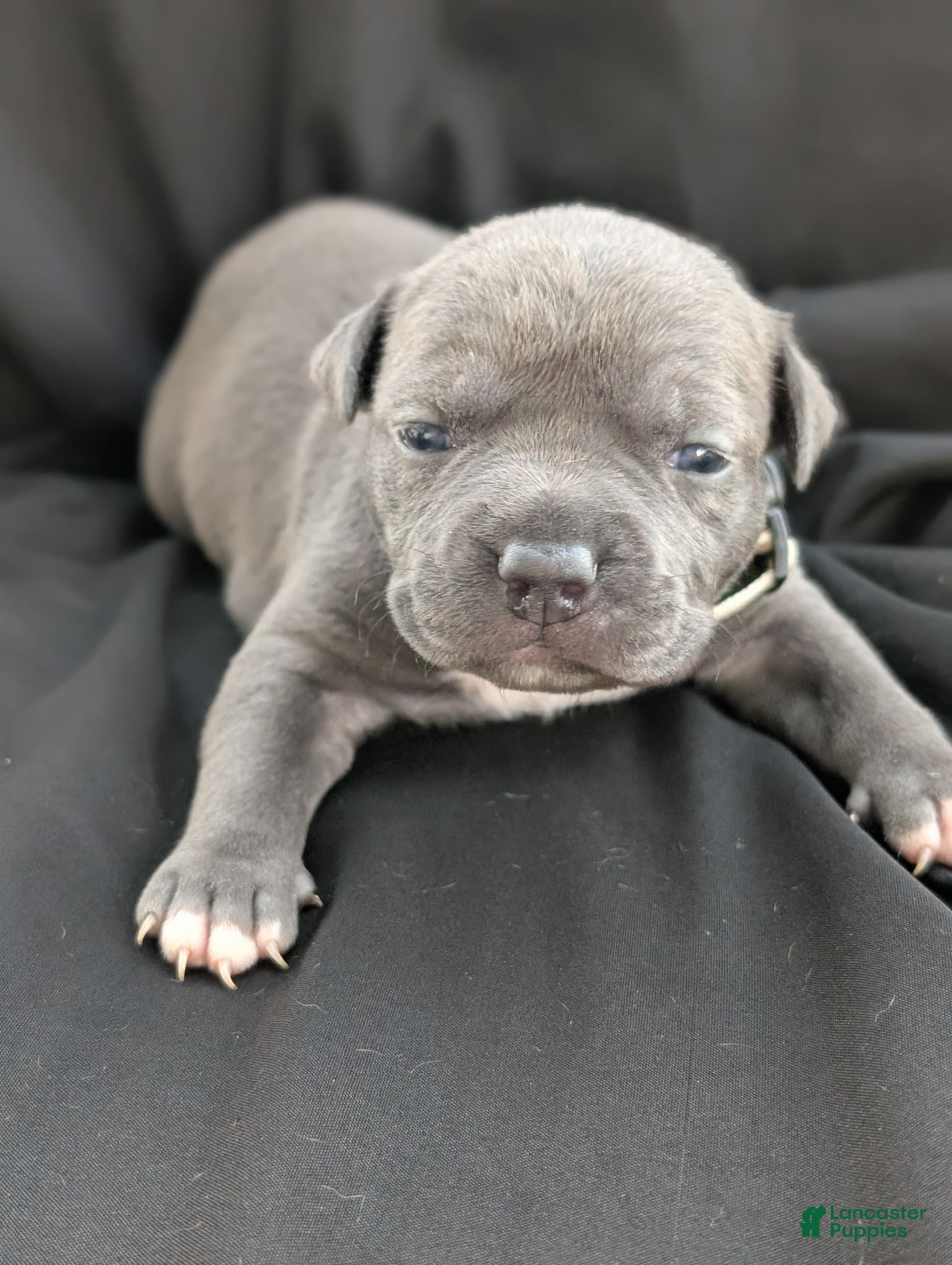 American Bully dogs American Bully 5 - Ad 1