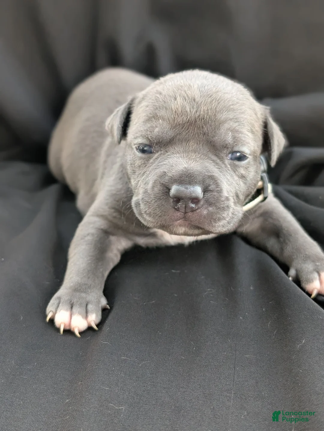 American Bully dogs for sale: American Bully 5 - Ad 1