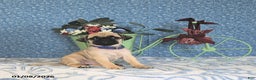 Pug dogs for sale: Liana - Ad 3