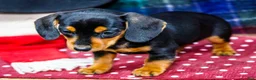 Miniature Dachshund dogs for sale: Annie - Ad 5