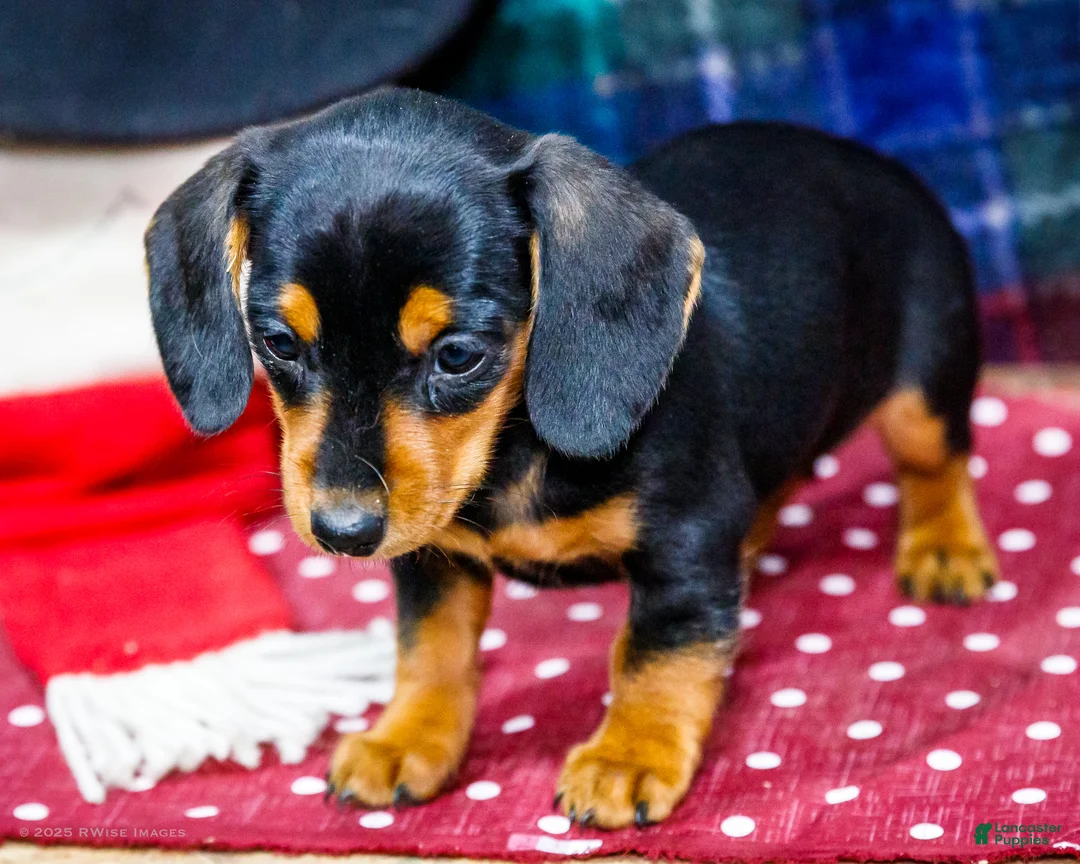 Miniature Dachshund dogs for sale: Annie - Ad 5
