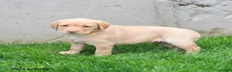 Labrador Retriever dogs for sale: Elora - Ad 1