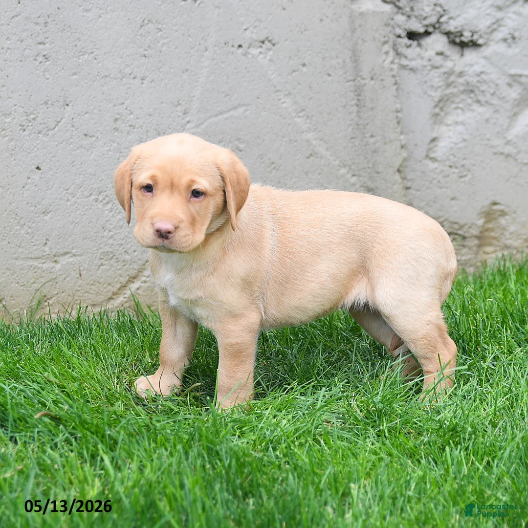 Labrador Retriever dogs for sale: Elora - Ad 1