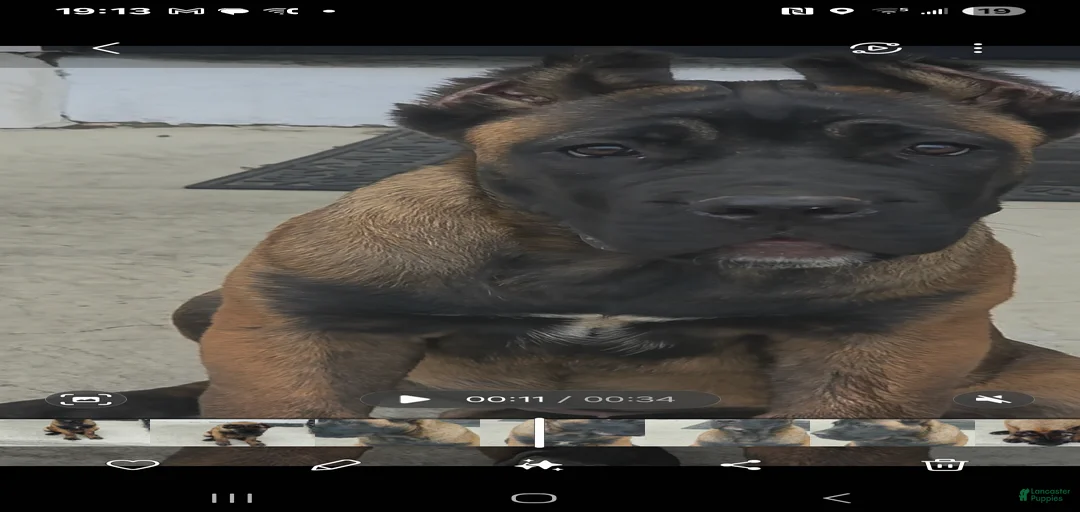 Gallery Image {{count}}