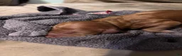 Golden Retriever dogs for sale: Clyde - Ad 6