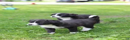 Mixed Breed dogs for sale: Truffle - Ad 3