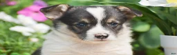 Welsh Corgi Pembroke dogs for sale: Conrad - Ad 4