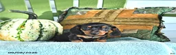 Miniature Dachshund dogs for sale: Josie - Ad 2