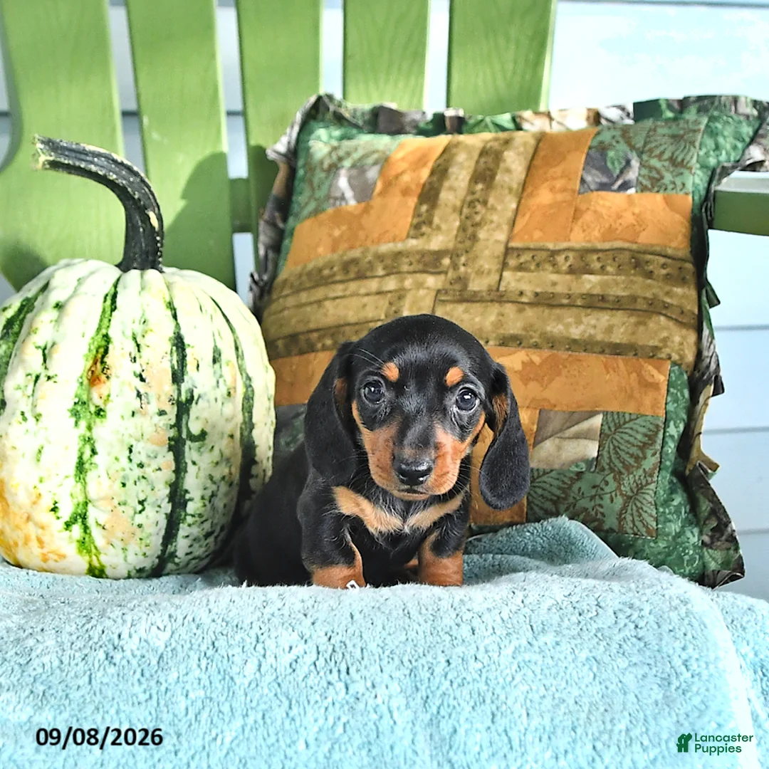 Miniature Dachshund dogs for sale: Josie - Ad 2