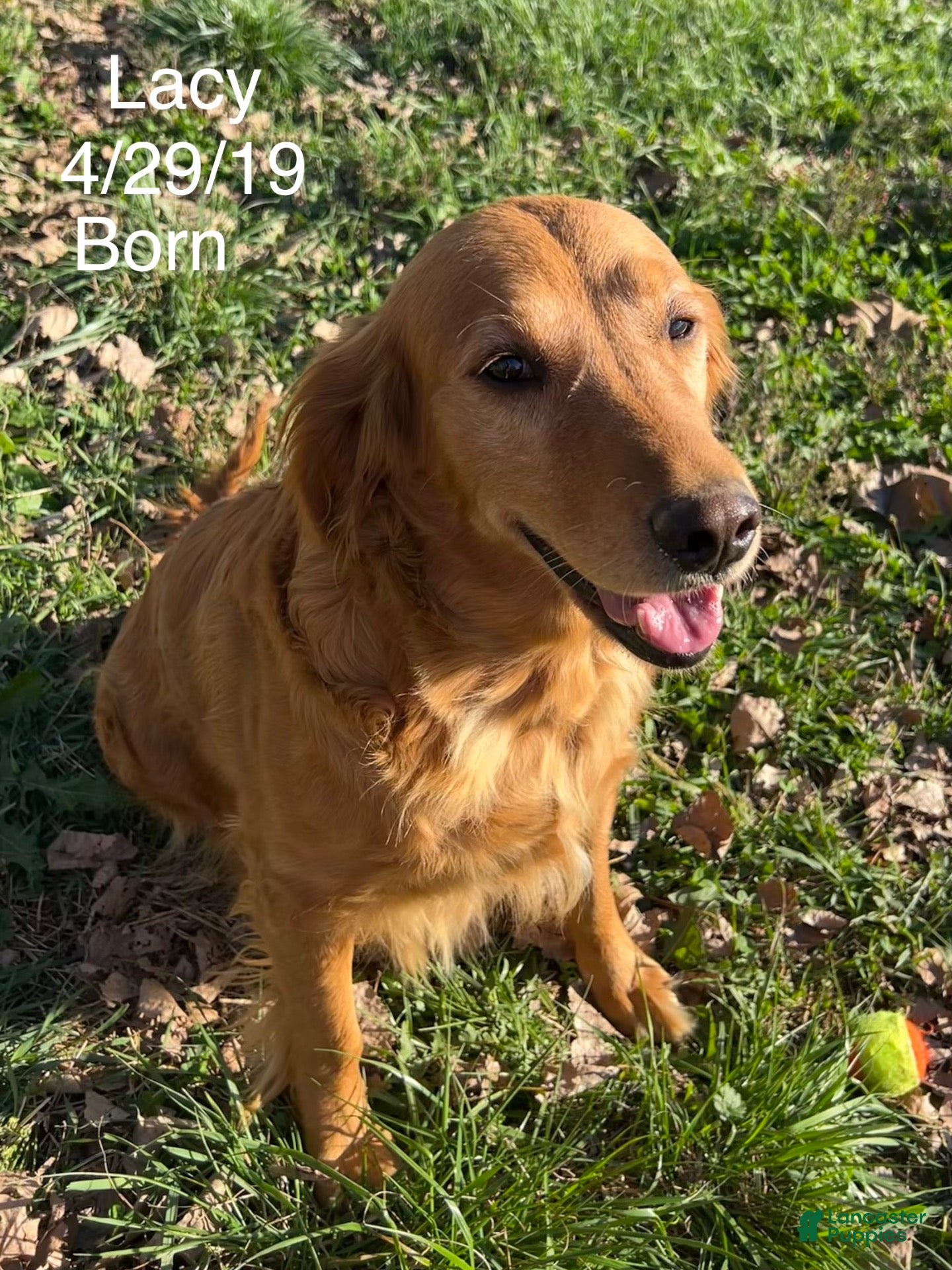 Golden Retriever dogs Lacy - Ad 1