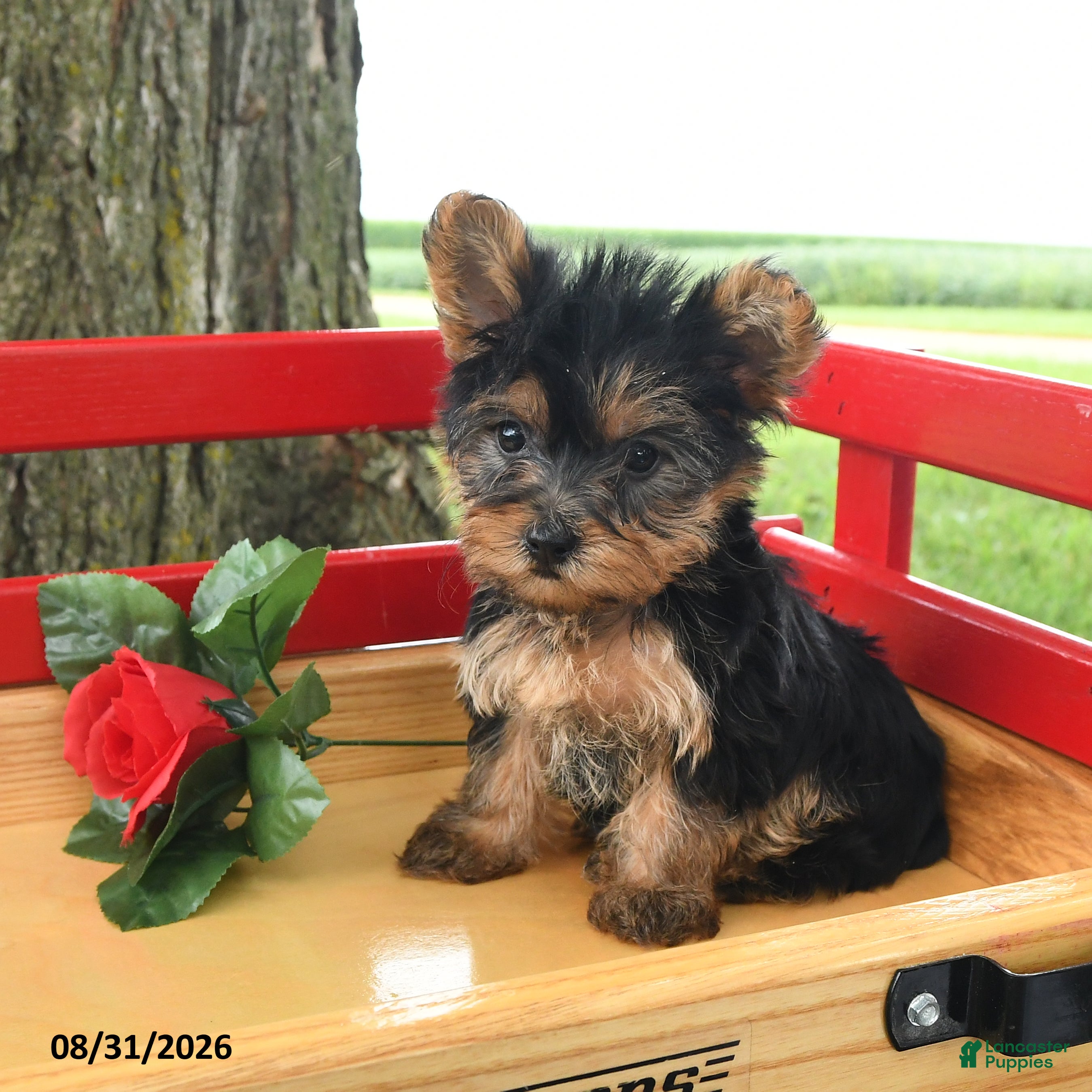 Yorkshire Terrier dogs Trixie - Ad 1