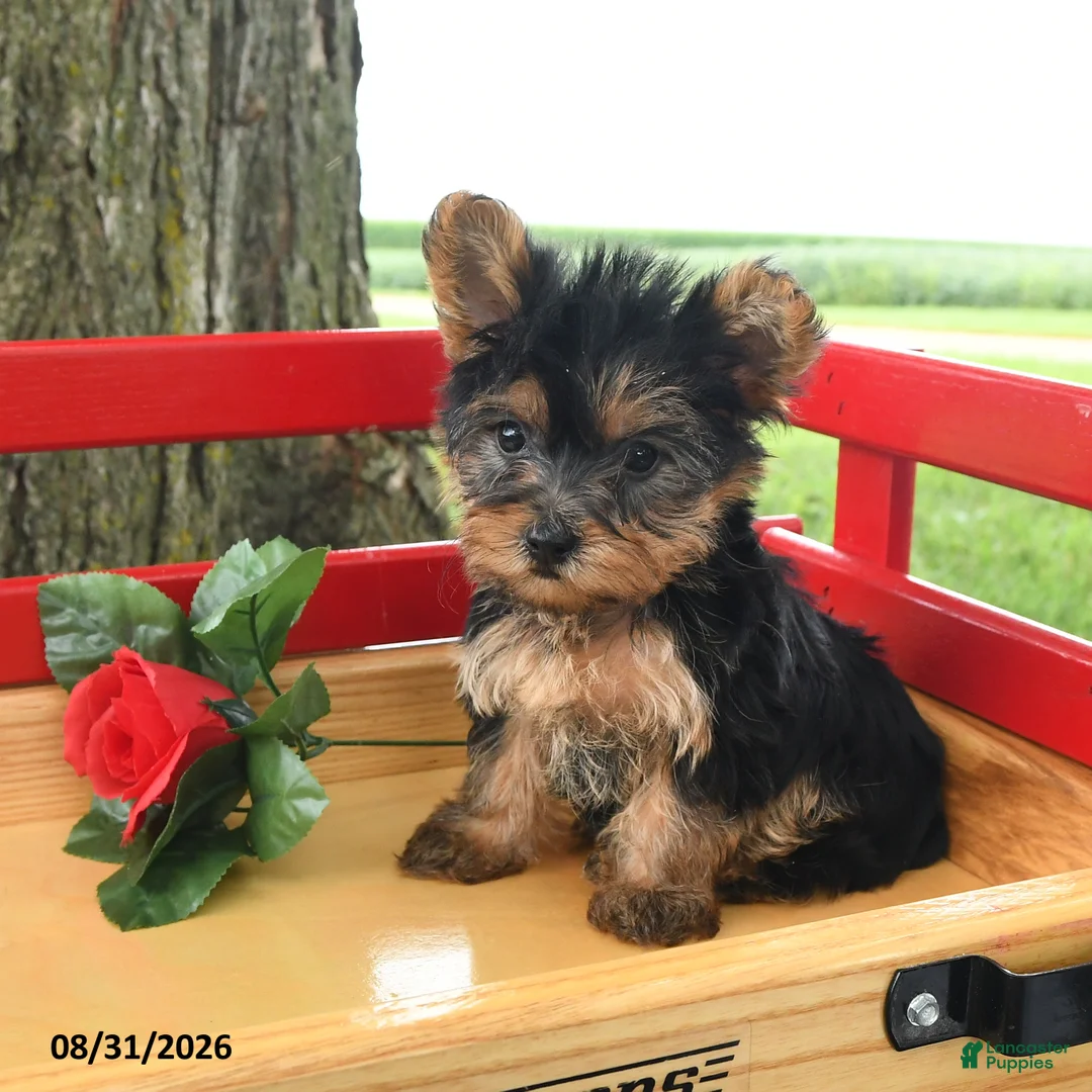 Yorkshire Terrier dogs for sale: Trixie - Ad 1