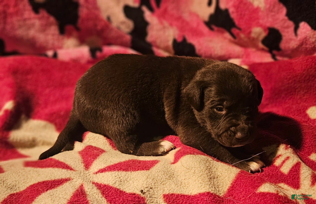 Border Collie dogs for sale: Hook - Ad 9