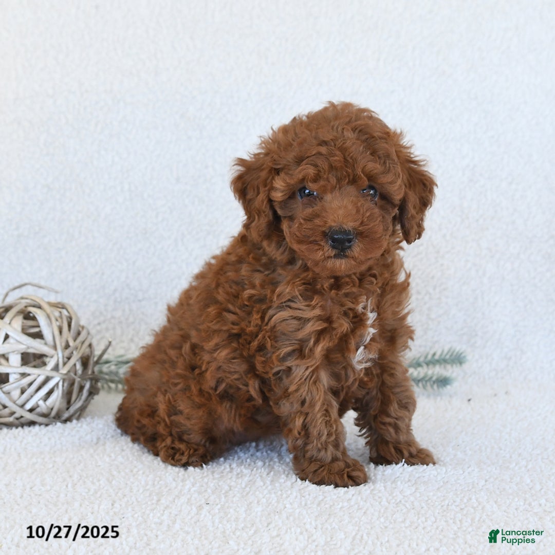 Toy Poodle dogs for sale: Julie  - Ad 6