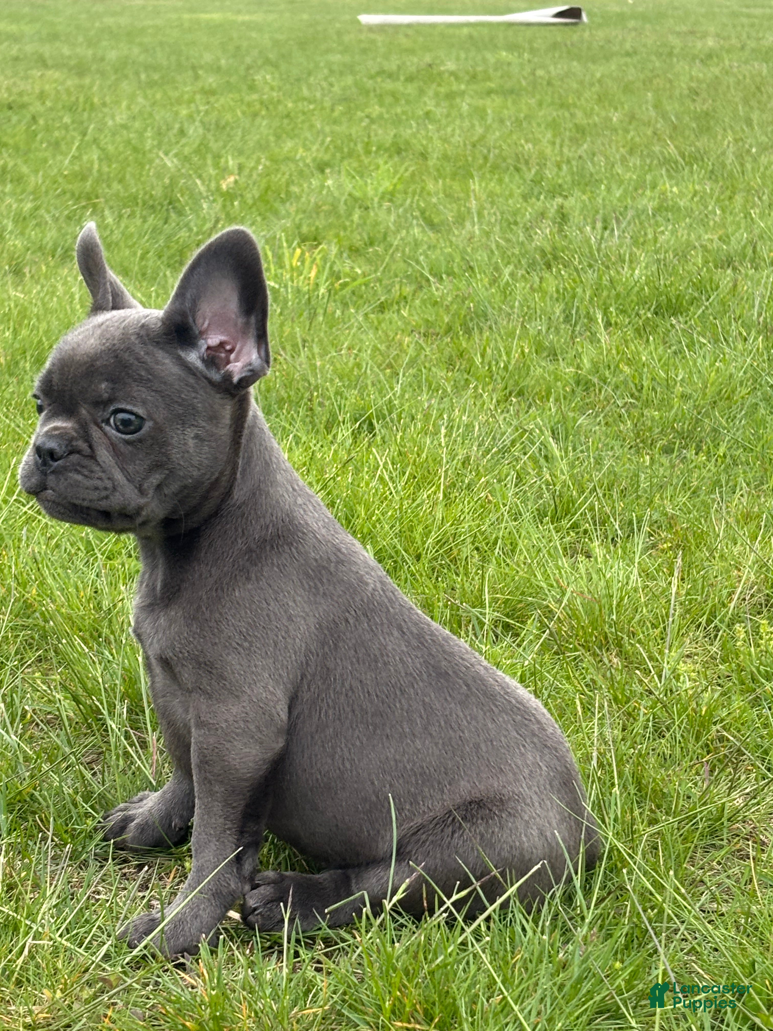 French Bulldog dogs Hope - Ad 2