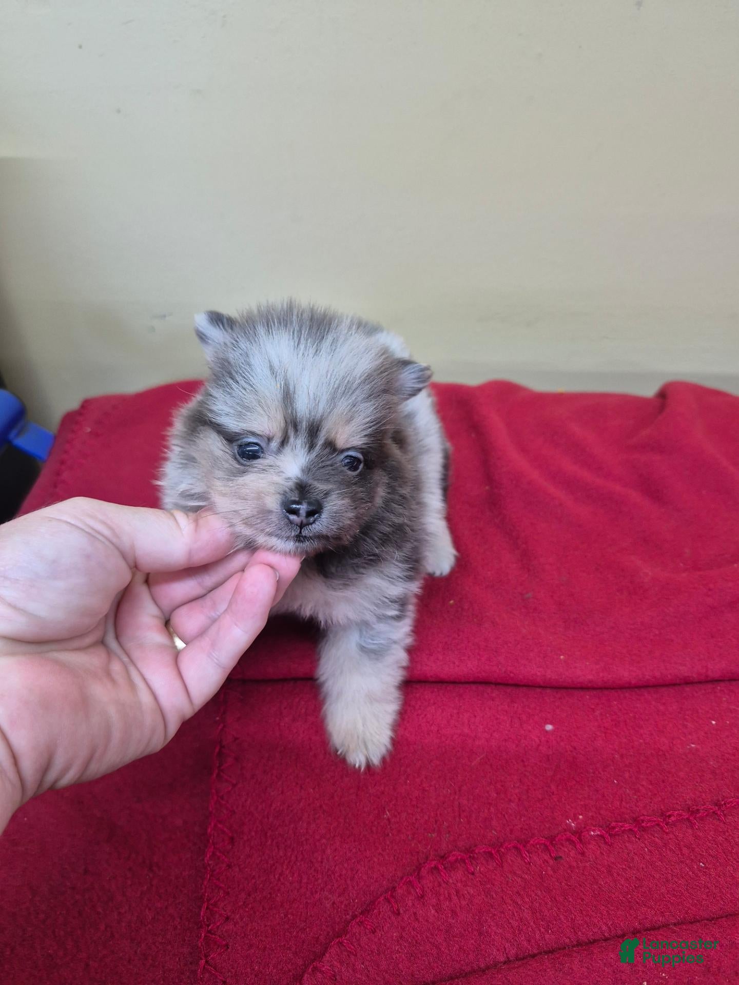 Pomeranian dogs for sale: Pomeranian 1 - Ad 1