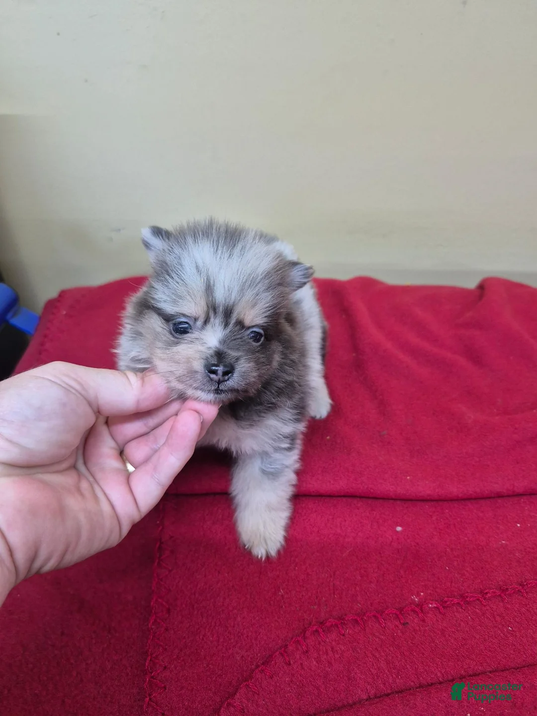 Pomeranian dogs for sale: Pomeranian 1 - Ad 1