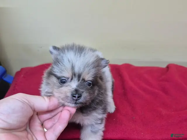 Pomeranian dogs for sale: Pomeranian 1 - Ad 1