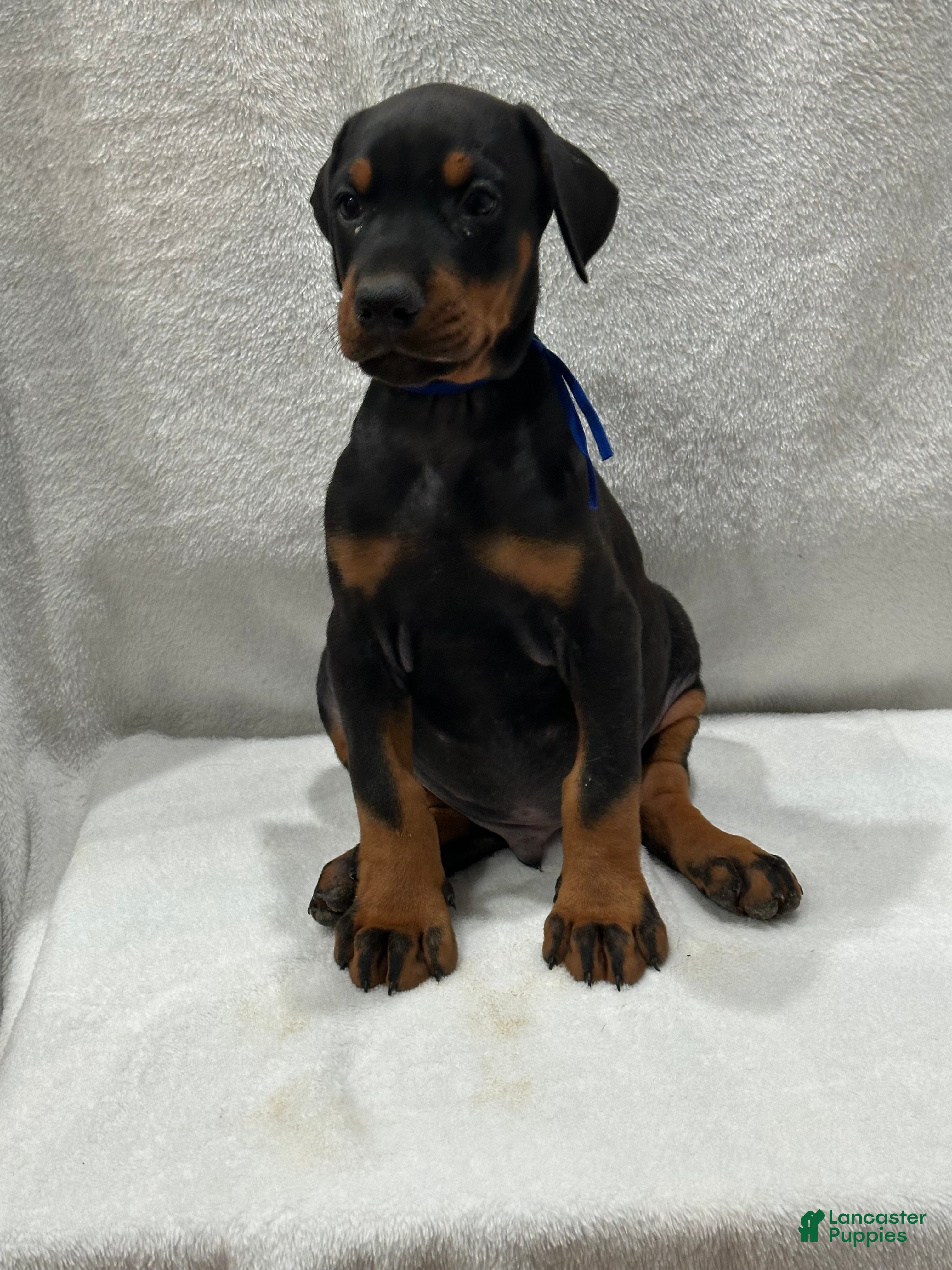 Doberman Pinscher dogs Doberman Pinscher Puppy 1 - Ad 33