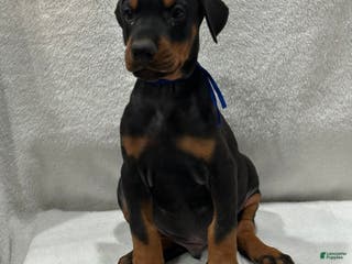 Doberman Pinscher dogs Doberman Pinscher Puppy 1 - Ad 33