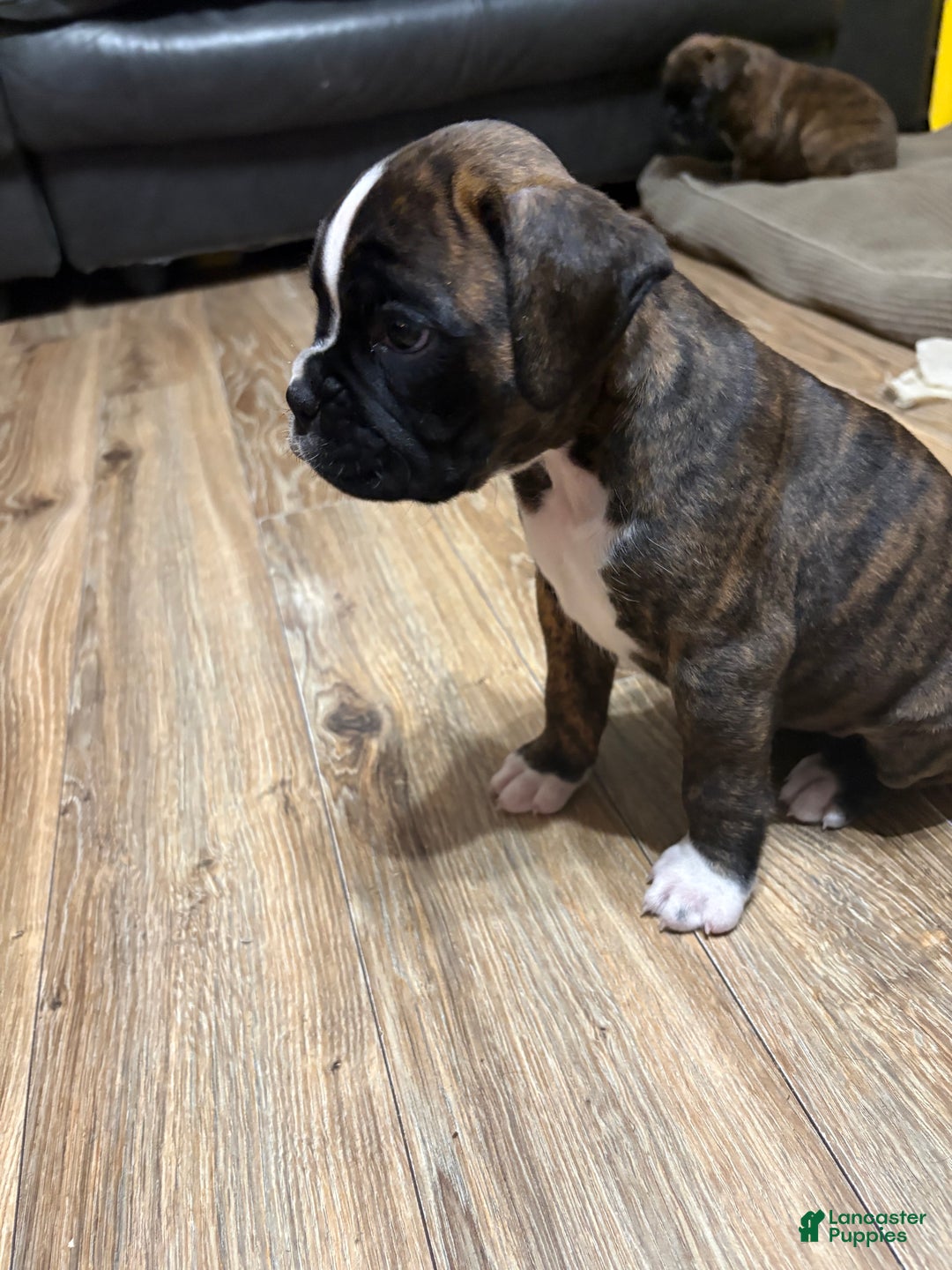 Boxer dogs for sale: Bella - Ad 6