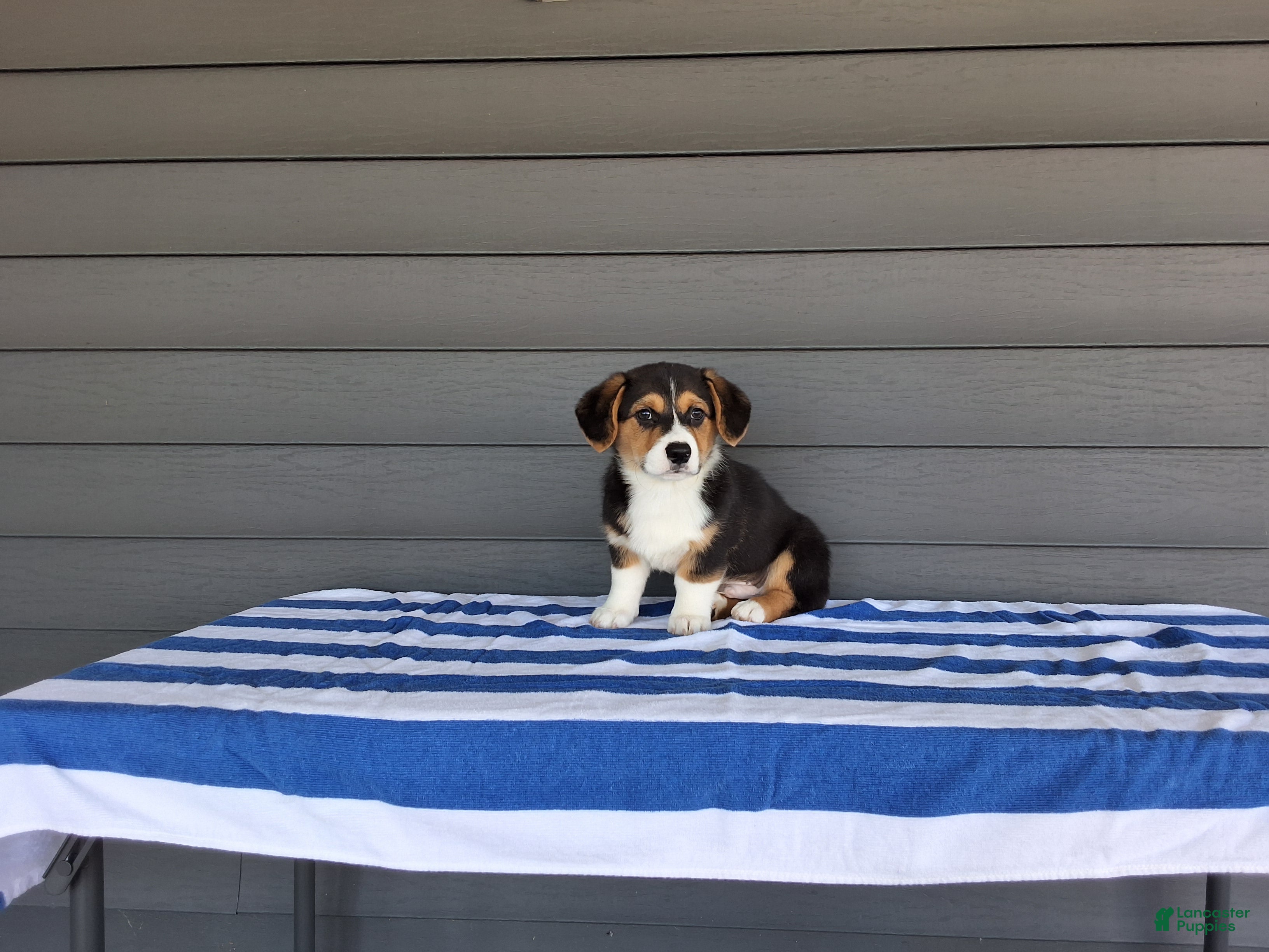 Welsh Corgi Pembroke dogs Sammy - Ad 1