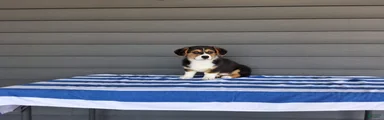 Sammy