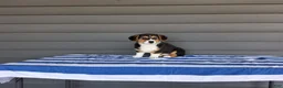 Welsh Corgi Pembroke dogs for sale: Sammy - Ad 1