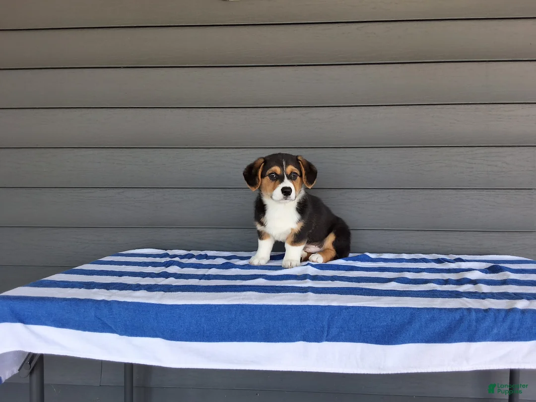 Welsh Corgi Pembroke dogs for sale: Sammy - Ad 1