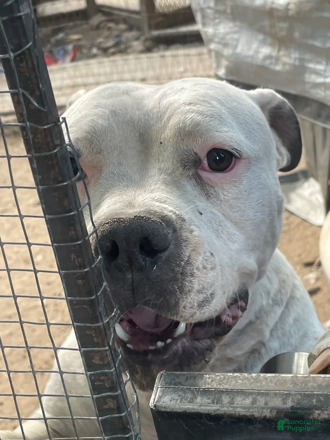 American Bully dogs for sale: Male #2 - Ad 3