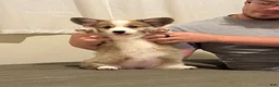 Welsh Corgi Pembroke dogs for sale: Welsh Corgi Pembroke Puppy 1 - Ad 12