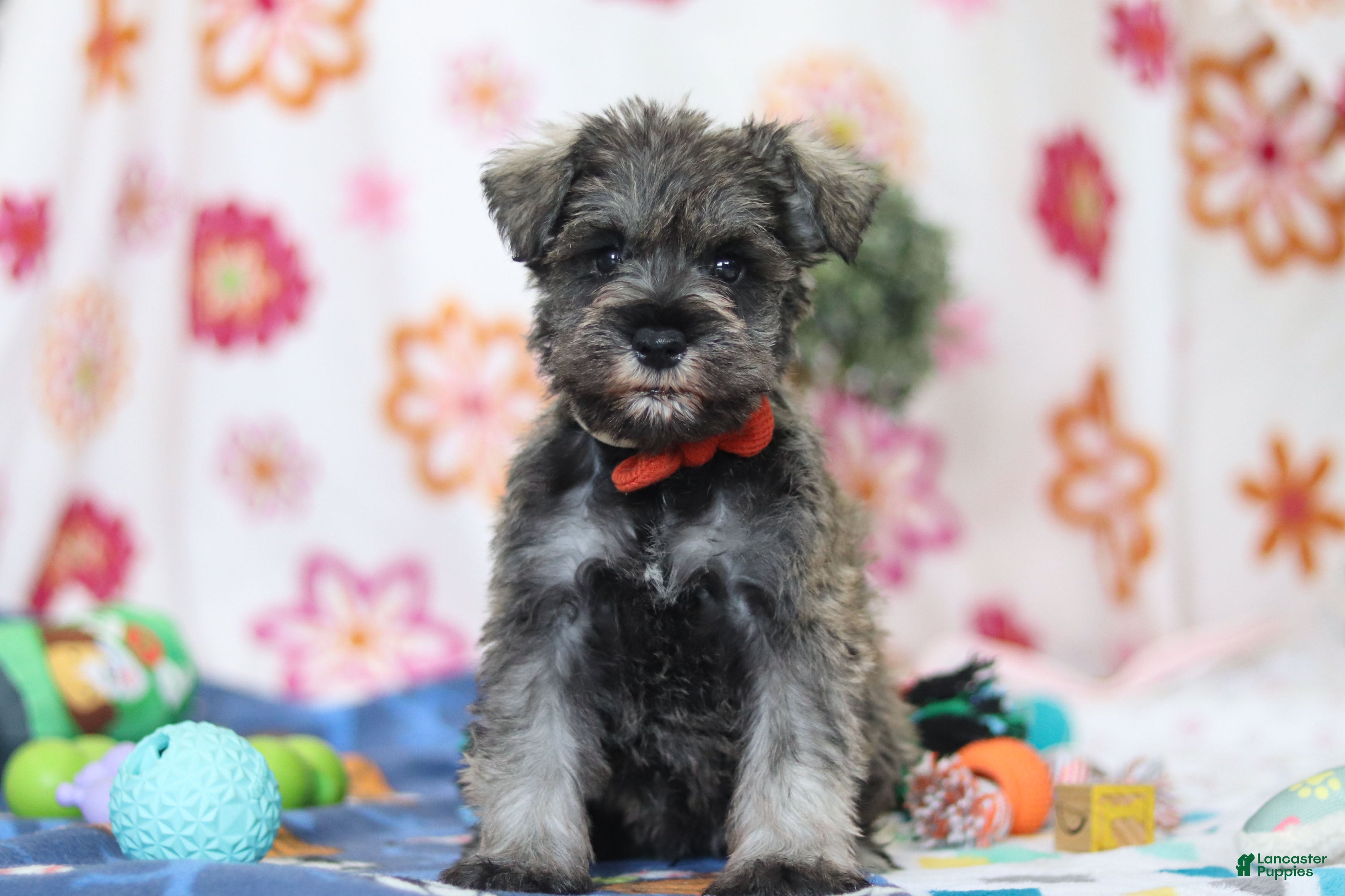 Miniature Schnauzer dogs Josiah - Ad 1