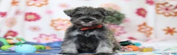 Miniature Schnauzer dogs for sale: Josiah - Ad 1