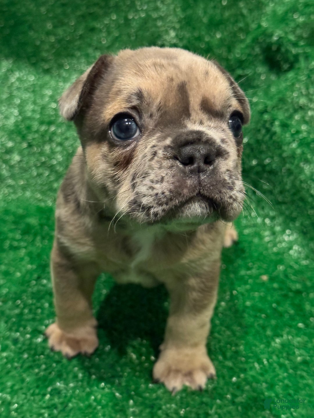 French Bulldog dogs for sale: French Bulldog Puppy 1 - Ad 1