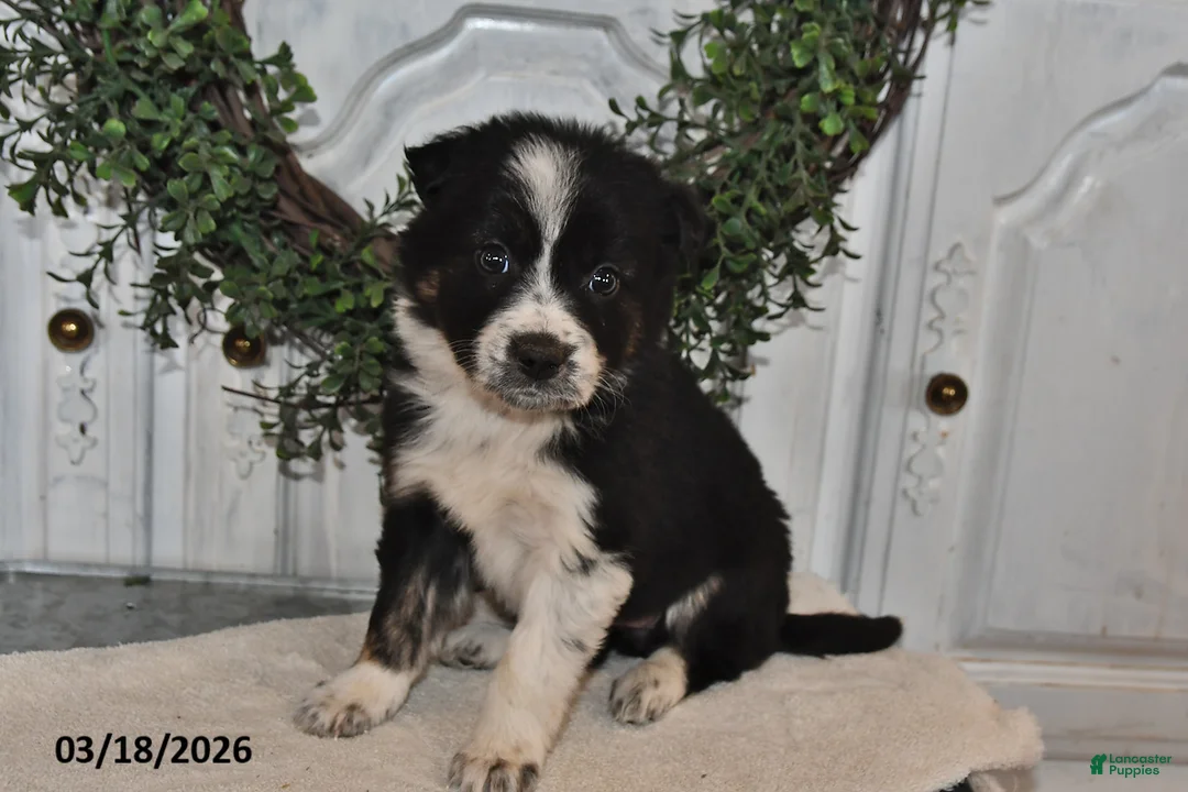 Mixed Breed dogs for sale: Allie - Ad 2