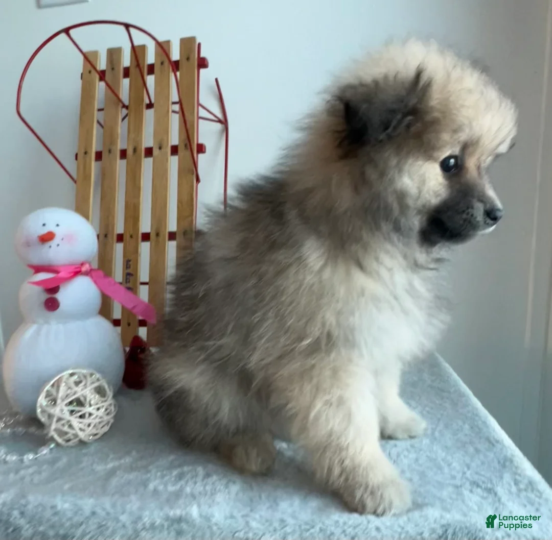 Pomeranian dogs for sale: Smoky  - Ad 3