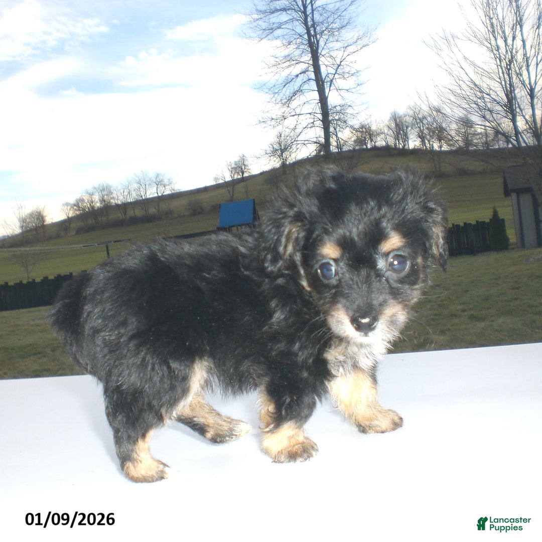 Yorkiepoo dogs for sale: Angie - Ad 8