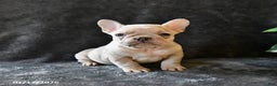 French Bulldog dogs for sale: Peaches - Ad 2